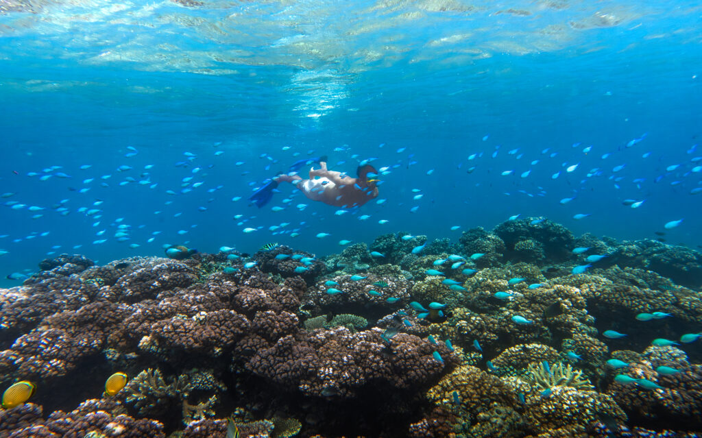 Snorkelling Mantaray Island Resort